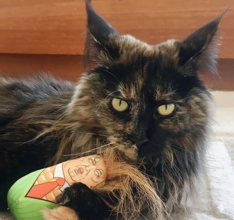 The Miracle of Mittens: Australia’s Most Famous “Accidental Flyer” Finds Her Way Home